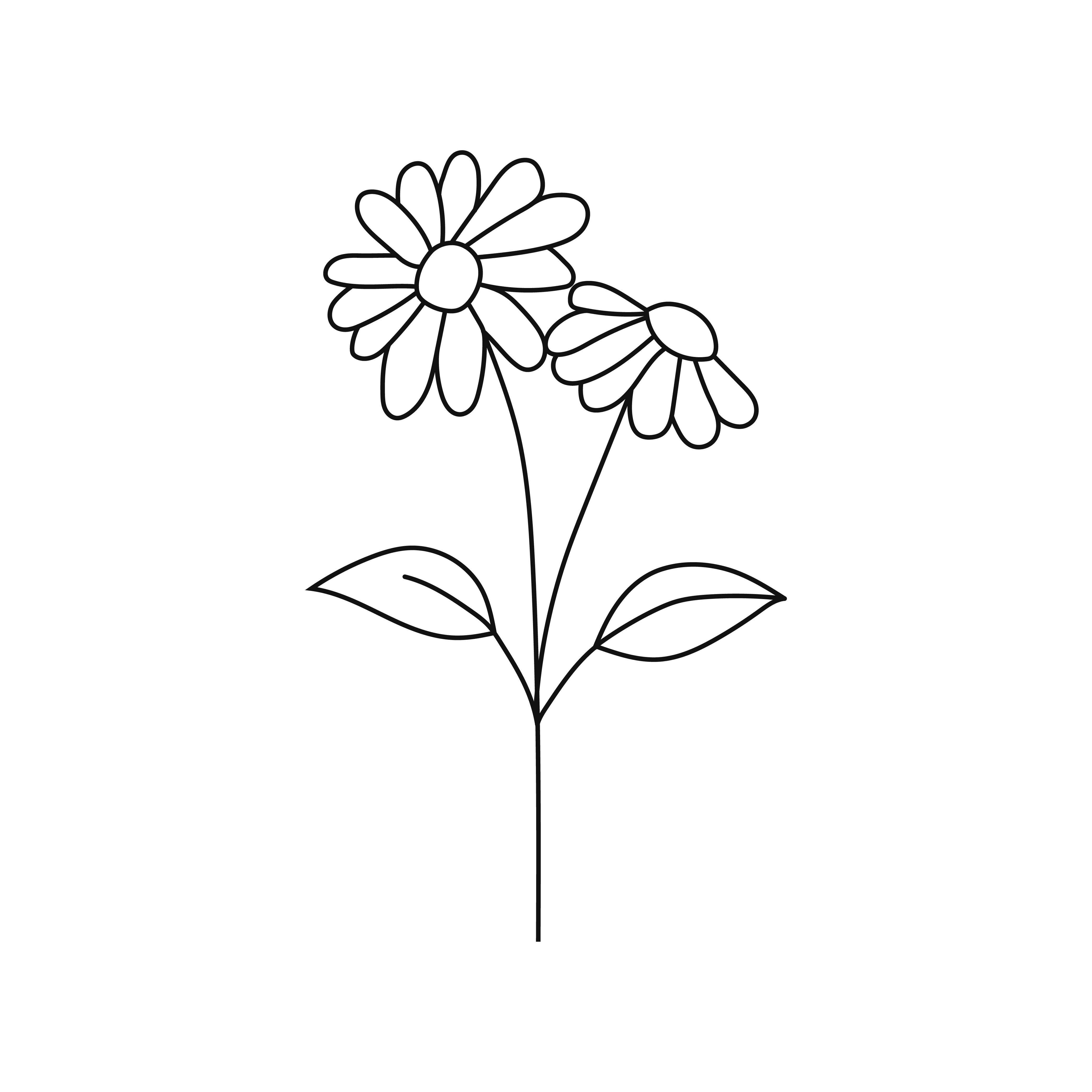 Doorstep Daisies Sydney flower delivery Daisy flower in black and white line drawing